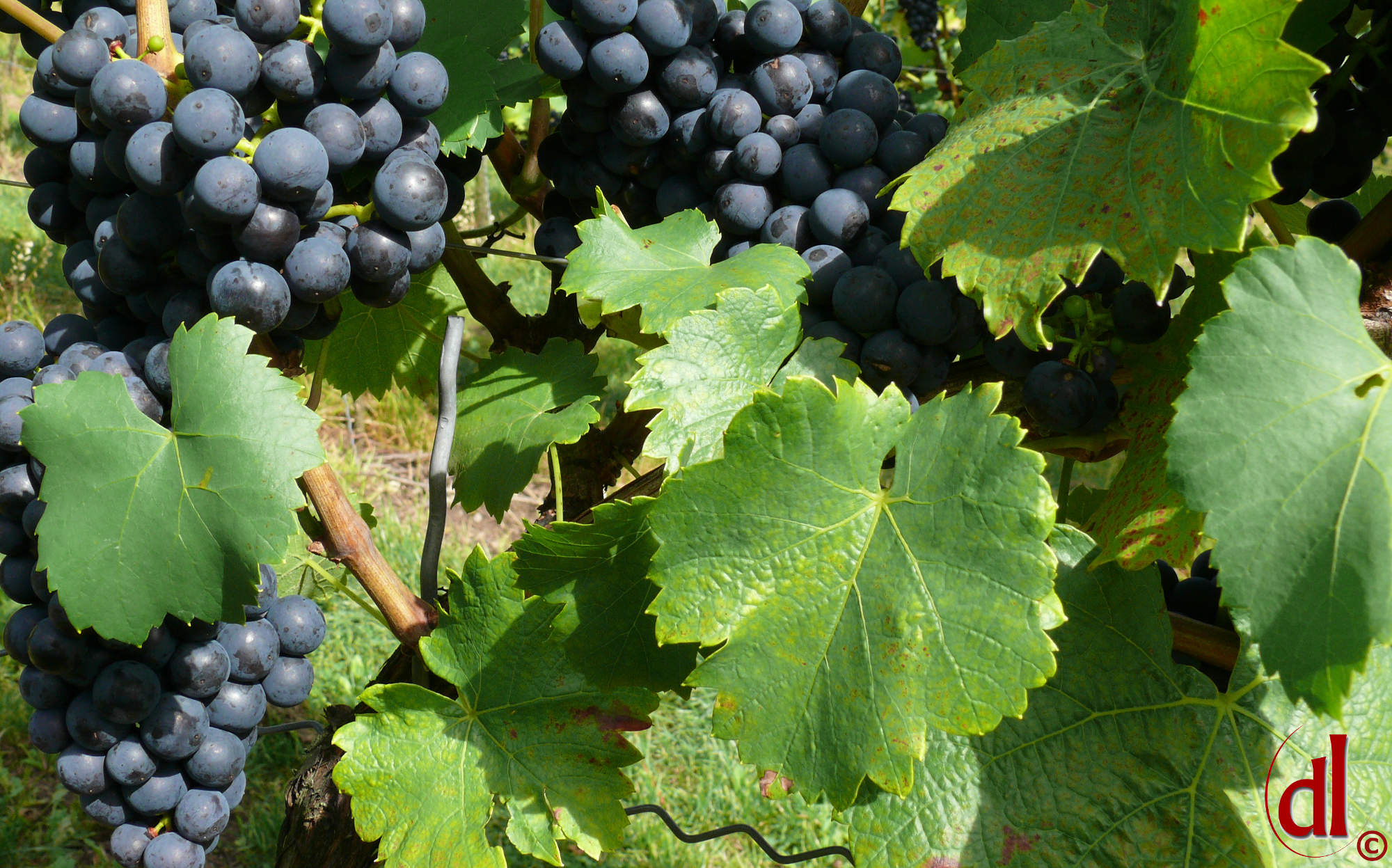 Wein