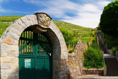 Tage des offenen Weinberges in Radebeul
